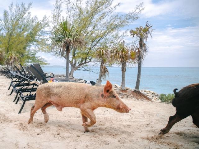 Spring Break Sand Dollar Island Adventure - Nassau, Bahamas