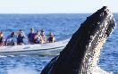Cabo- Whale Watching Photo Safari - Spring Break